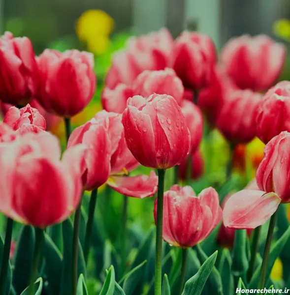  عکس باغ گل زیبا