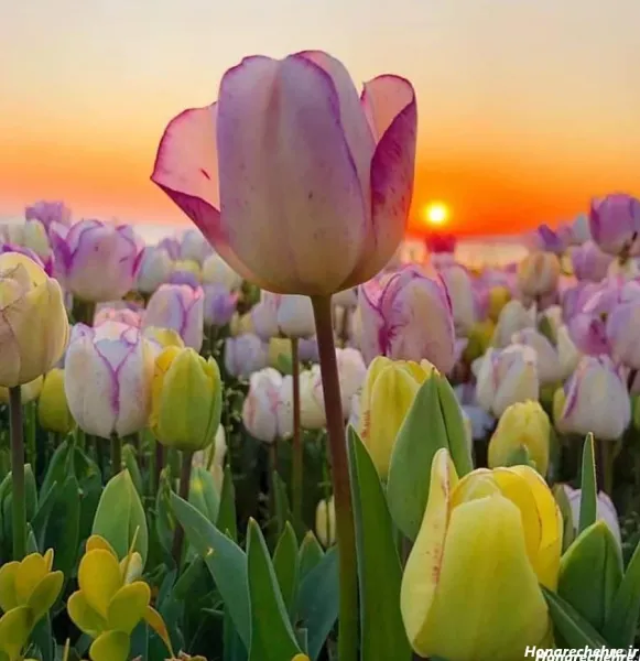  عکس باغ گل زیبا