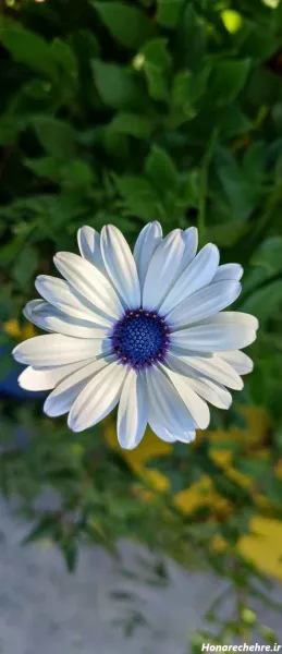  عکس باغ گل زیبا