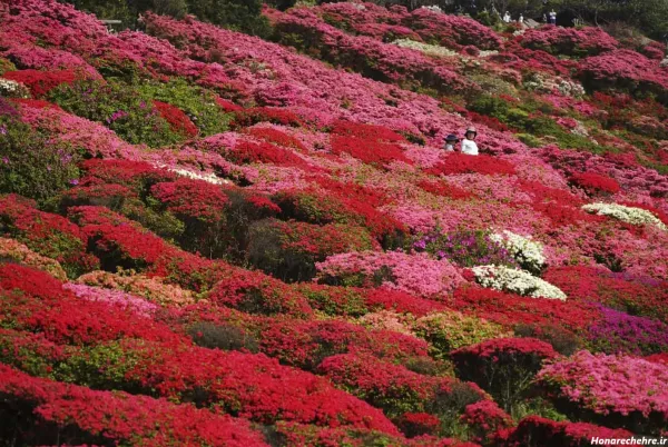 عکس باغ گل طبیعی