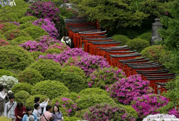  عکس باغ گل طبیعی