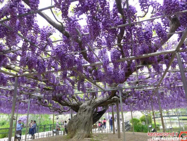  عکس باغ گل طبیعی