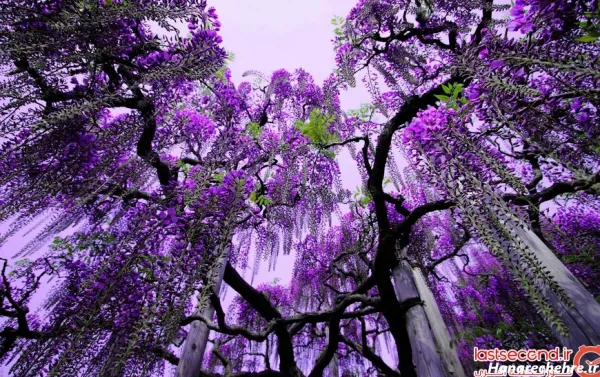  عکس باغ گل طبیعی