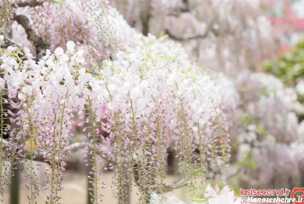  عکس باغ گل طبیعی