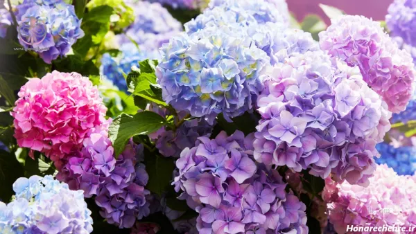  عکس باغ گل طبیعی