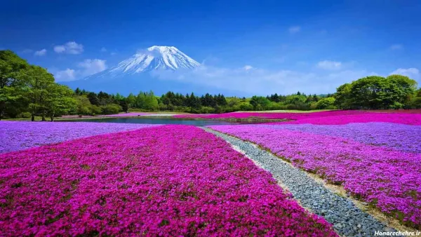  عکس باغ گل طبیعی