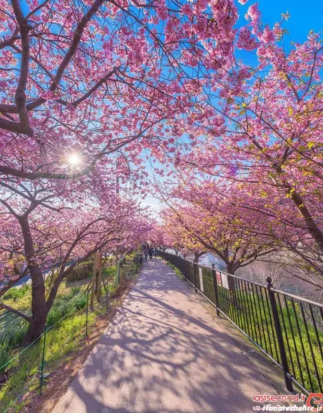  عکس باغ گل طبیعی