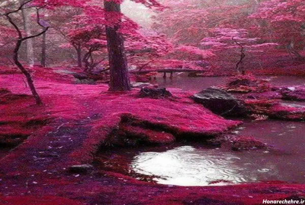  عکس باغ گل طبیعی