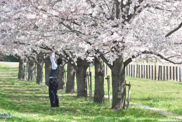  عکس باغ گل طبیعی