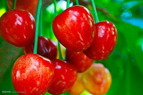 عکس باغ میوه زیبا