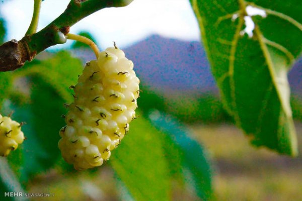  عکس باغ میوه زیبا