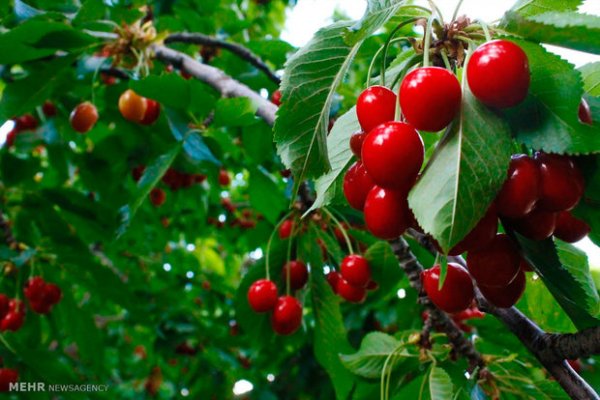  عکس باغ میوه زیبا