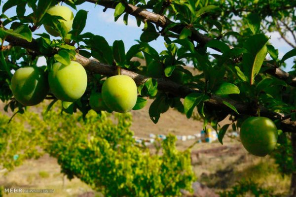  عکس باغ میوه زیبا