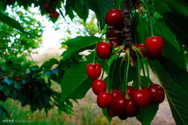  عکس باغ میوه زیبا