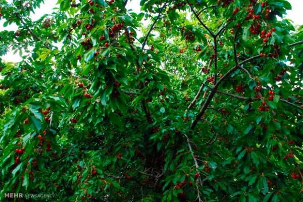  عکس باغ میوه زیبا