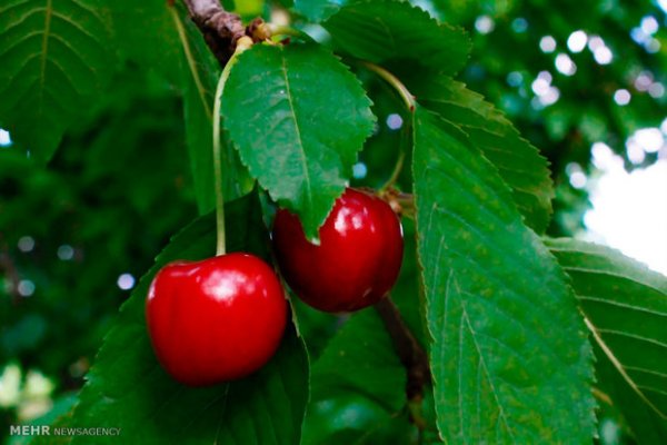  عکس باغ میوه زیبا