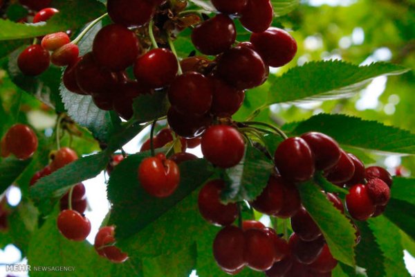  عکس باغ میوه زیبا