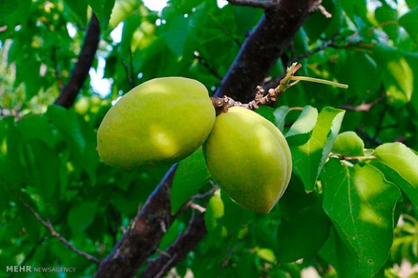  عکس باغ میوه زیبا