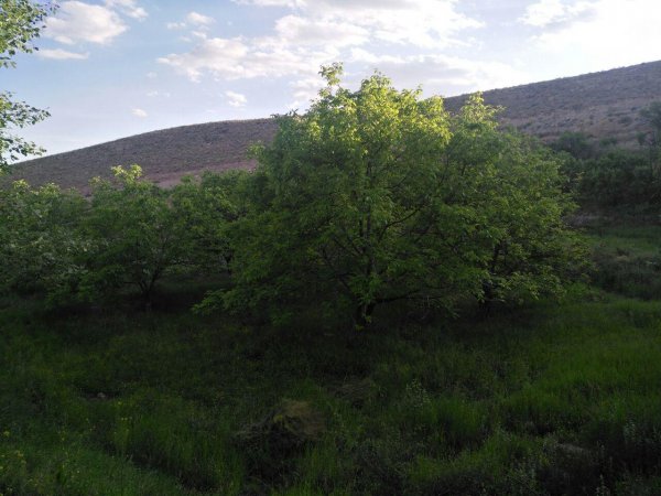 عکس باغ روستایی