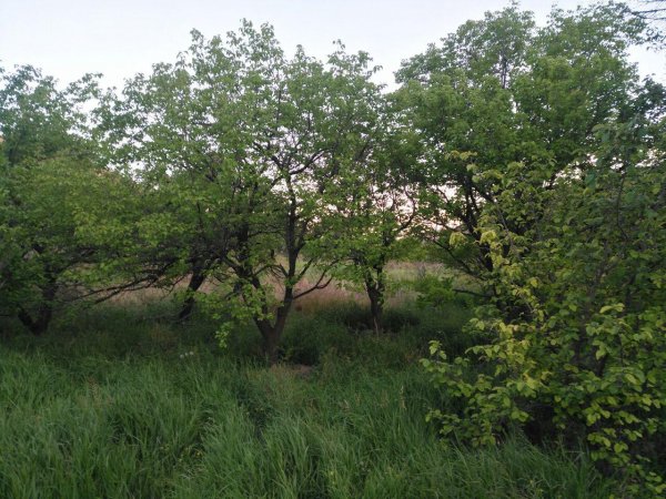  عکس باغ روستایی