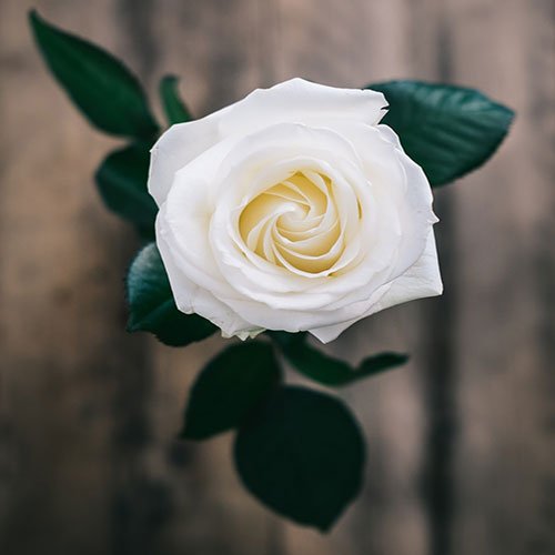 عکس باغ گل برای پروفایل