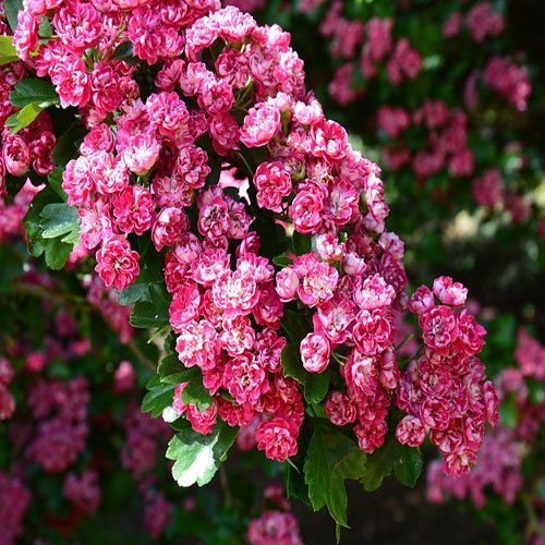  عکس باغ گل برای پروفایل