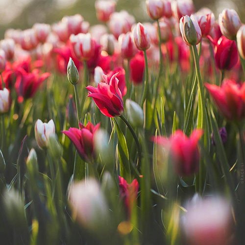  عکس باغ گل برای پروفایل