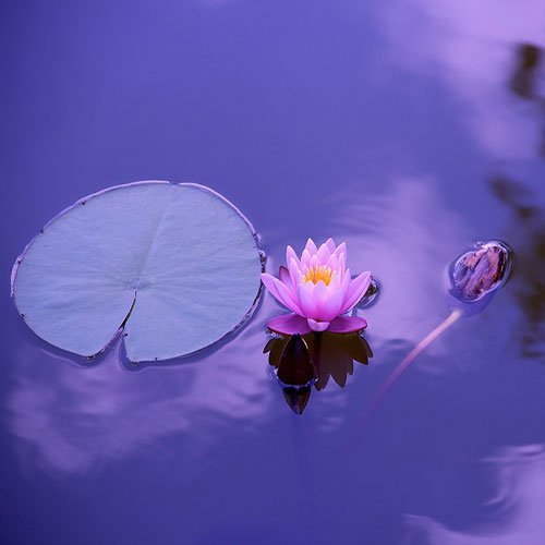  عکس باغ گل برای پروفایل