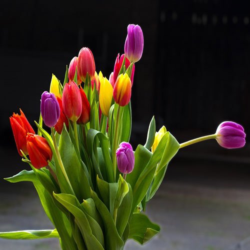  عکس باغ گل برای پروفایل