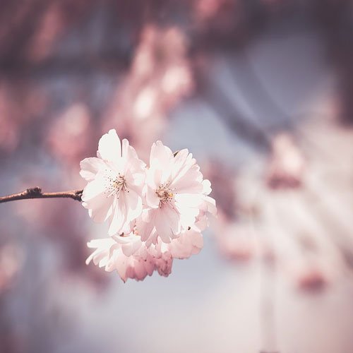  عکس باغ گل برای پروفایل