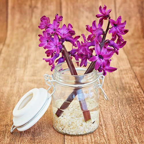  عکس باغ گل برای پروفایل