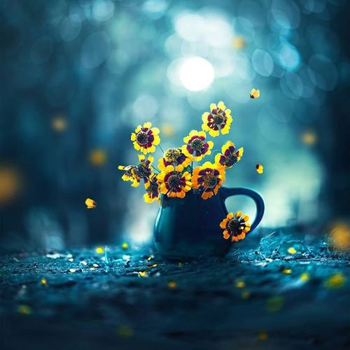  عکس باغ گل برای پروفایل