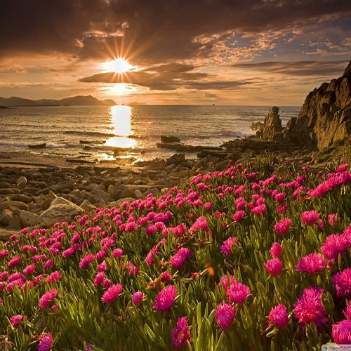  عکس باغ گل برای پروفایل