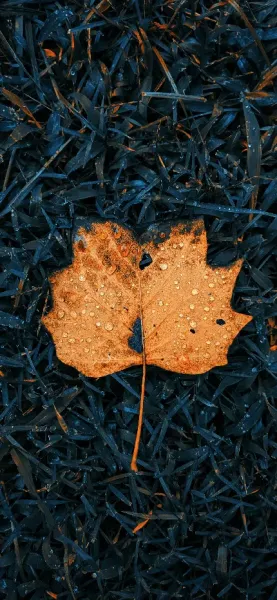  منظره پاییزی