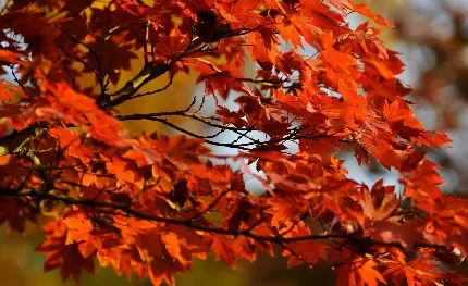  عکس طبیعت پاییز فصل نارنجی