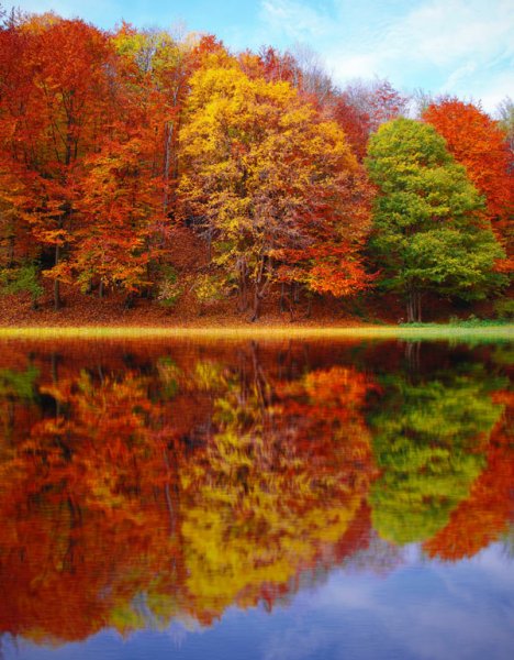  عکس جنگل پاییزی دلنشین