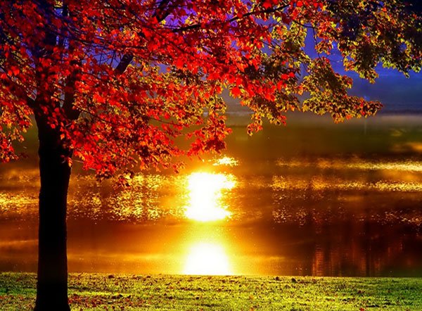  عکس جنگل پاییزی دلنشین