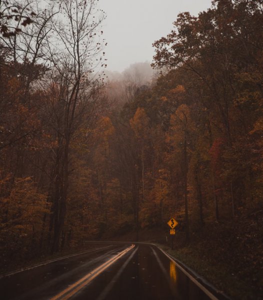  عکس جنگل پاییزی دلنشین