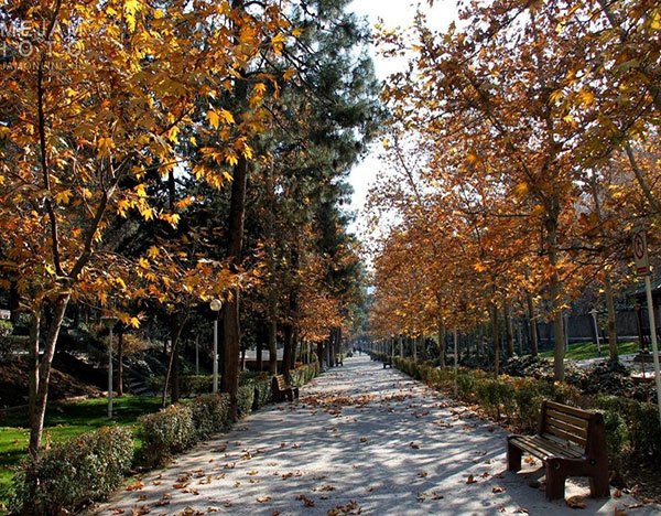  عکس جنگل پاییزی دلنشین