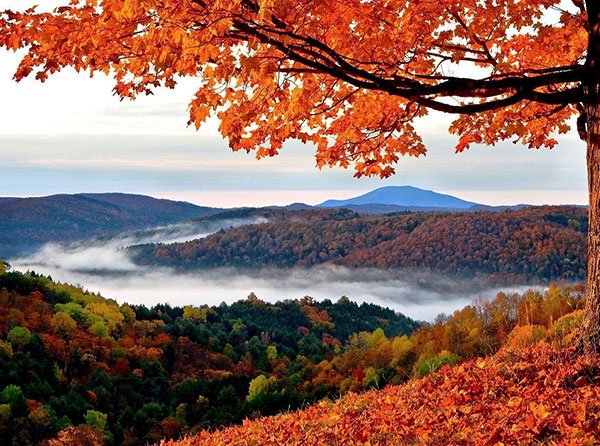  عکس جنگل پاییزی دلنشین