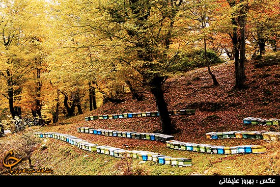  عکس جاده چالوس در پاییز