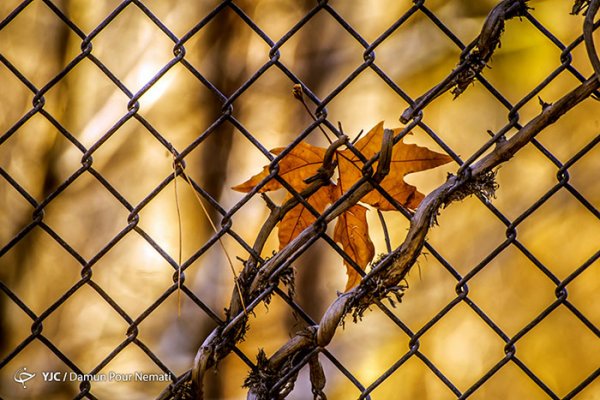  عکس جاده چالوس در پاییز