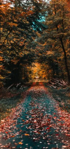  عکس پروفایل طبیعت پاییزی