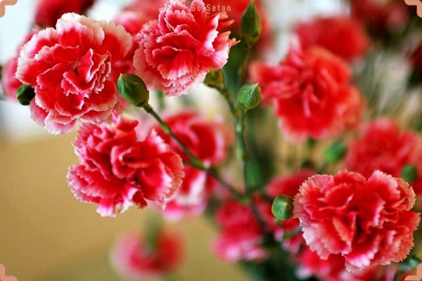 عکس گل میخک