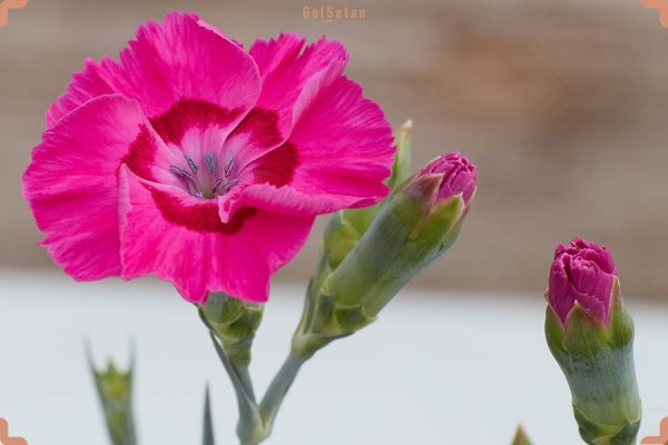  عکس گل میخک