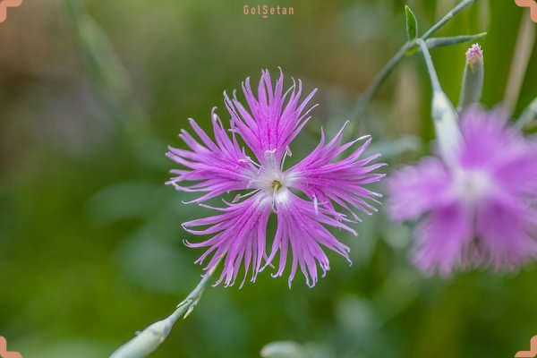  عکس گل میخک