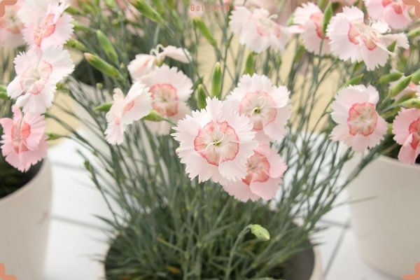  عکس گل میخک