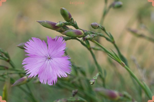  عکس گل میخک