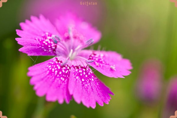  عکس گل میخک