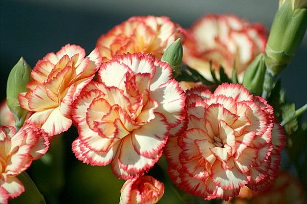  عکس گل میخک